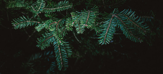 Fir tree brunch. Christmas Background with beautiful fluffy green pine tree brunch close up. Copy space. Nature panorama postcard