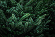 Fir tree brunch. Christmas Background with beautiful fluffy green pine tree brunch close up. Copy space. Nature concept