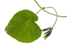 Leaf Of  Ipomoea, Japanese Morning Glory, Convolvulus, Isolated On White Background