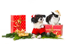 Cute Little Dog And A Cat With Santa Hats Isolated On White Background