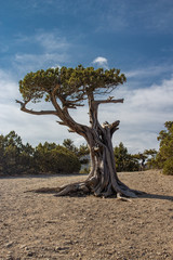 Juniper tree on the rock in Crimea. Evening landscape with scenic views of tree and the rocky cape in Black sea. Noviy Svet, Crimea