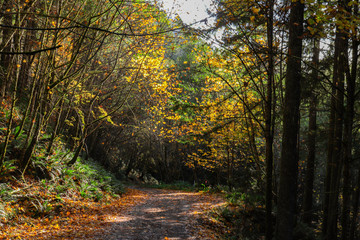 autumn in the forest