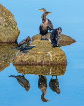 Group Of Cormorants Resting On Rocks With A Reflection - Preening