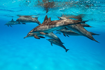 pod of Spinner dolphins (Stenella longirorstris) swimming over sand in Sataya reef, Egypt, Red Sea