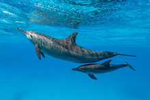 Mother And Baby  Spinner Dolphins (Stenella Longirorstris) Swimming Over Sand In Sataya Reef, Egypt, Red Sea