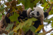 © Wandering Bear - giant panda near chengdu