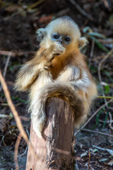 Wall Mural - golden snub nosed monkey shaanxi china