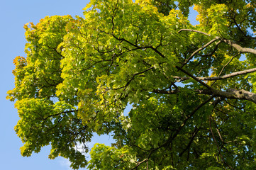 Poster - Colorful leaves in autumn time on maple tree.