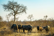 african buffalos in kruger national park, mpumalanga, south africa 19