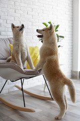 Canvas Print - Cute Akita Inu dogs playing on rocking chair in room with houseplants