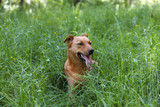 Fototapeta Tęcza - Homeless dog in green grass. Concept of volunteering and animal shelters