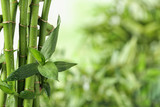 Fototapeta Sypialnia - Green bamboo stems on blurred background. Space for text