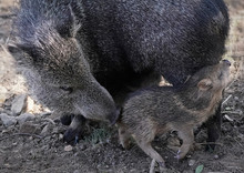 A Mother Javelina Gently Nudges Her Pigling To Partake In An Afternoon Meal.