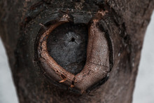 Texture Of Tree Bark With A Circular Knot. Texture Of The Bark Of A Tree With A Circular Knot Hole