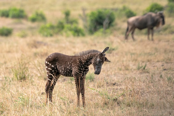 Wall Mural - profile of tira, the zebra foal that was born with polka dots (spots) instead of stripes in the masa