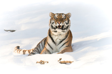 Wall Mural - Siberian tiger in snow Showing his teeth