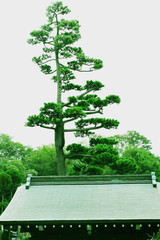 Wall Mural - Ever green tree on white background