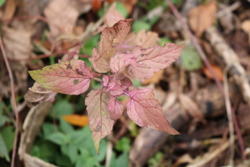 red leaves in forest