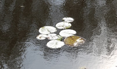 lily pad in water