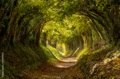 Fototapeta na szkło Halnaker drzewny tunel w Zachodnim Sussex UK z światłem słonecznym błyszczy wewnątrz. Jest to antyczna droga, która podąża trasą Stane Street, starego Londynu do Chichester.