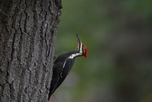 Pileated Woodpecker On Tree