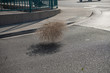 A gust of wind carries tumbleweed down an asphalt road