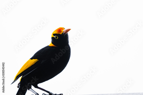 Cuadros en Lienzo one regent bowerbird beautiful yellow and black bower bird Lamington national pa