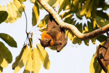 Wall Mural - Flying Fox Bat