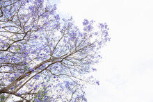 White Jacaranda Flowering Free Stock Photo - Public Domain Pictures