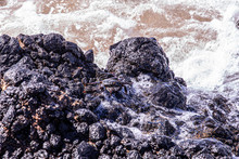 Up Close Photo On Stripped Shore Crab Sitting On A Black Lava Rock At Kamaole Beach II, Kihei, Maui, Hawaii