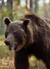 Wall Mural - brown bear portrait in forest