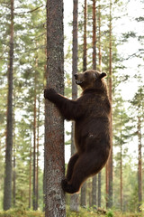 Wall Mural - brown bear climbing on a tree