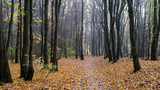 Fototapeta  -  Rezerwat przyrody Las Zwierzyniecki, zamglony las, Białystok, Podlasie, Polska