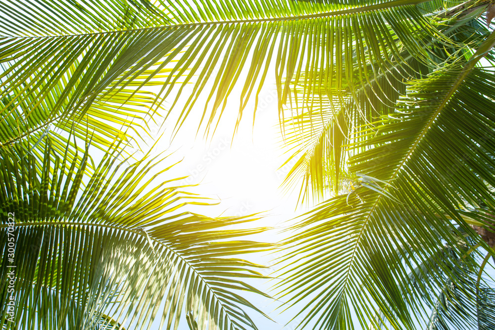 tropical palm leaf background, closeup coconut palm trees perspective view - obrazy, fototapety, plakaty 