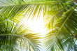 canvas print picture - tropical palm leaf background, closeup coconut palm trees perspective view