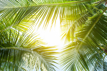 Papier Peint - tropical palm leaf background, closeup coconut palm trees perspective view