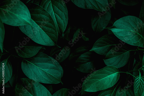 closeup tropical green leaves texture and dark tone process, abstract nature pattern background