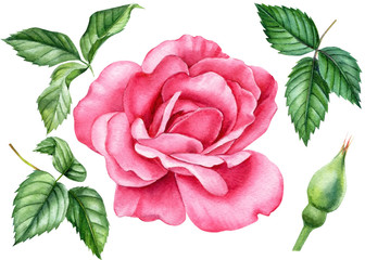 Wall Mural - watercolor illustration, rose on an isolated white background, beautiful flower