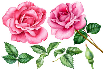 Wall Mural - watercolor illustration, rose on an isolated white background, beautiful flower