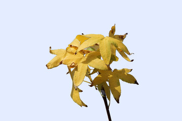 yellow leaf bouquet