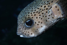Black Spotted Porcupinefish