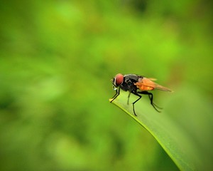 fly on leaf