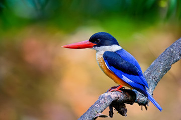 black-headed kingfisher on timber
