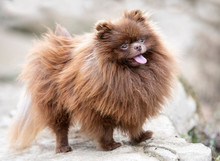 Pomeranian In Nature