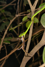 Vine Snake Killing Gecko, Ahaetulla Nasuta, Matheran, Maharashtra, India