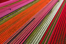 Aerial View Of The Tulip Fields In North Holland , The Netherlands
