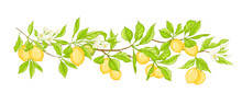 Lemon Tree Branch With Yellow, Green Lemons, Flowers And Leaves. Element For Design. Vector Illustration. Isolated On White Background..