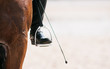 The front leg of the horse, the leg of the rider in the stirrup and the whip