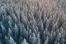 Snowy Spruce Trees In A Winter Landscape.