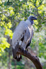 Cape Griffon Vulture, Gyps Coprotheres, Captive